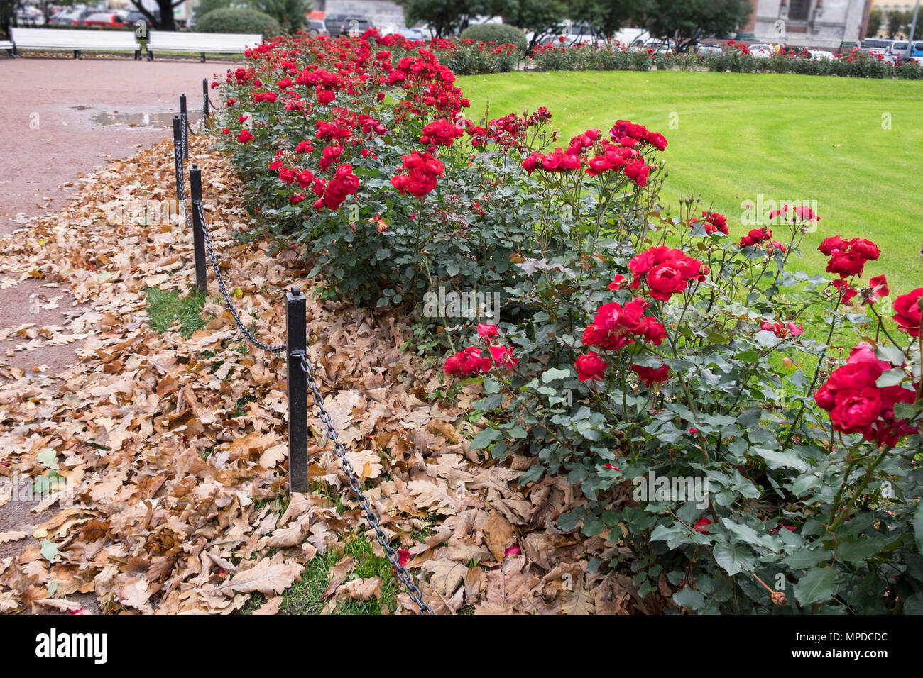 Blühende rote Rosen Sträucher mit beige trocken Eichenlaub im