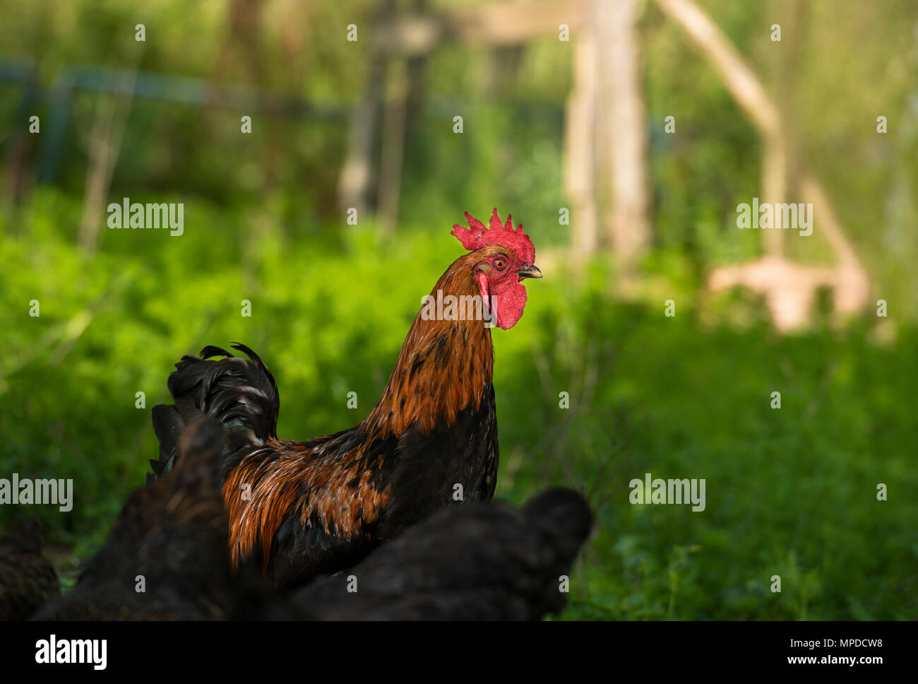 Wurzeln und Hühner in natürlicher Umgebung Stockfoto