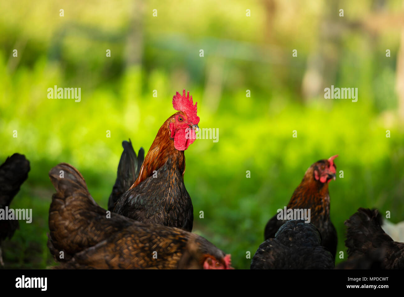 Wurzeln und Hühner in natürlicher Umgebung Stockfoto