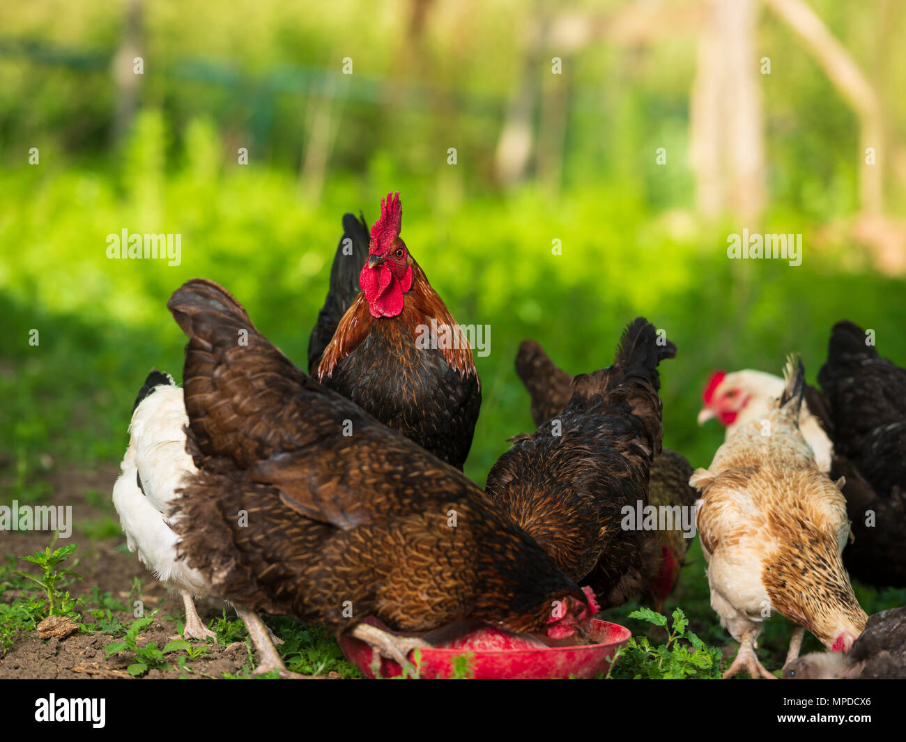 Wurzeln und Hühner in natürlicher Umgebung Stockfoto