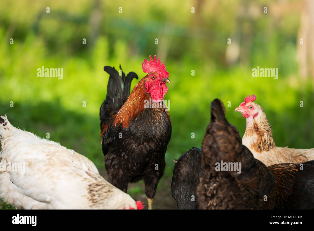 Wurzeln und Hühner in natürlicher Umgebung Stockfoto