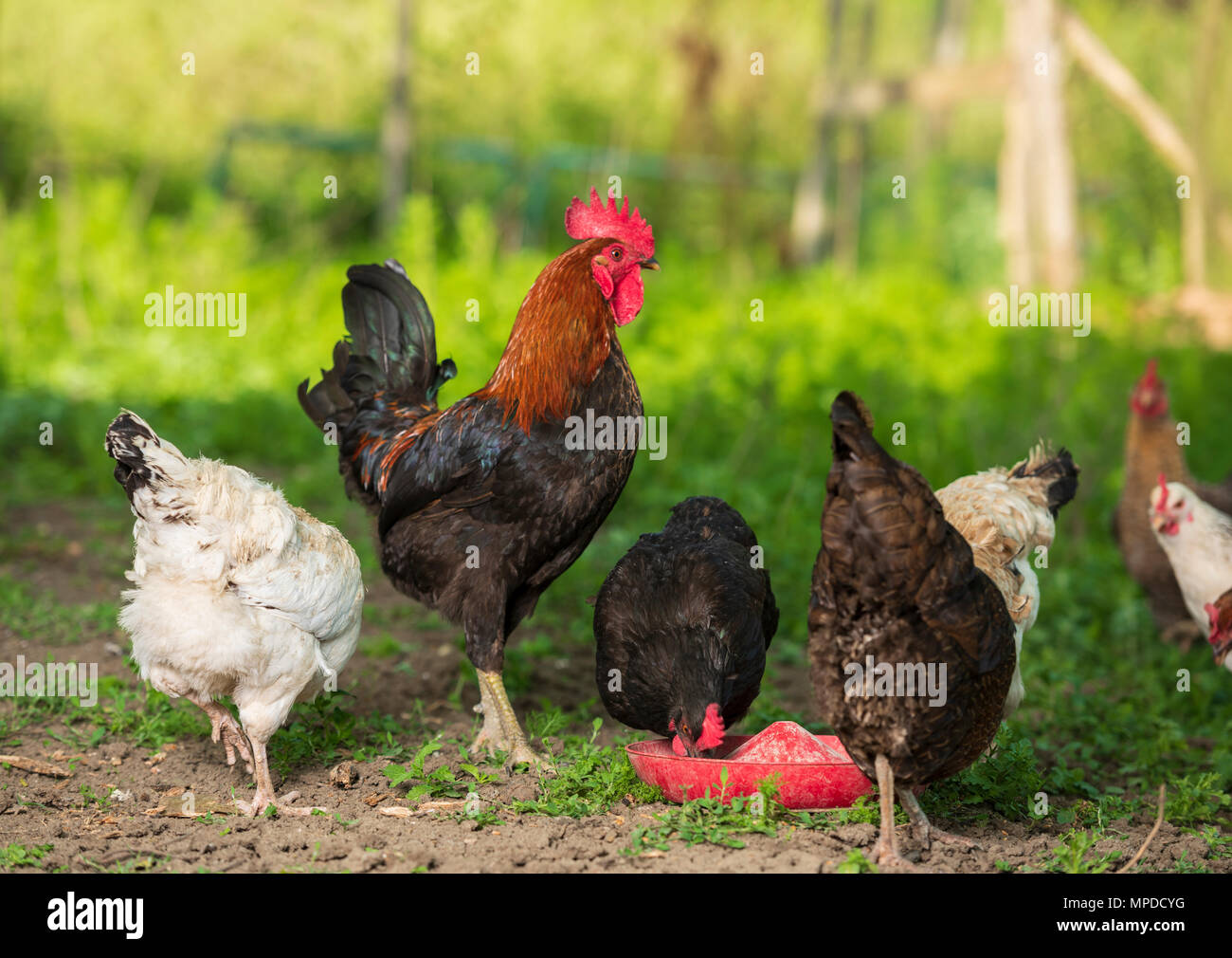 Wurzeln und Hühner in natürlicher Umgebung Stockfoto
