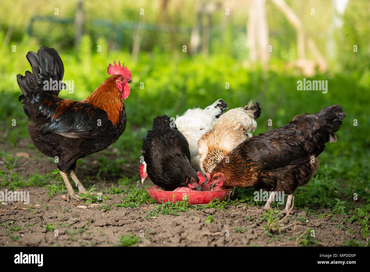 Wurzeln und Hühner in natürlicher Umgebung Stockfoto