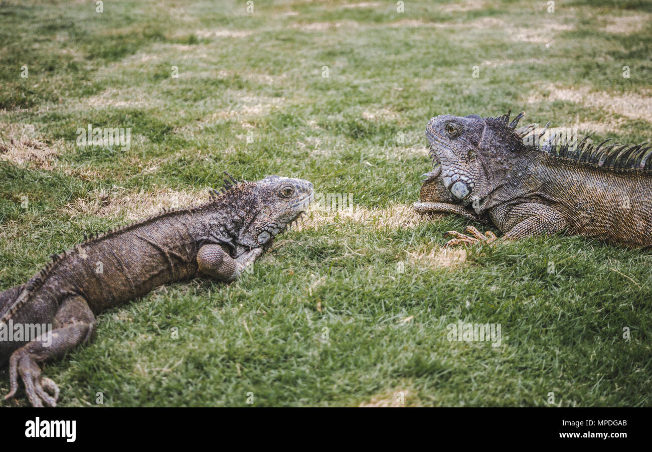 Großes wild Leguane Roaming Freie in der berühmten Parque Senimario, auch bekannt als Iguana Park, in Guayaquil, Ecuador Stockfoto
