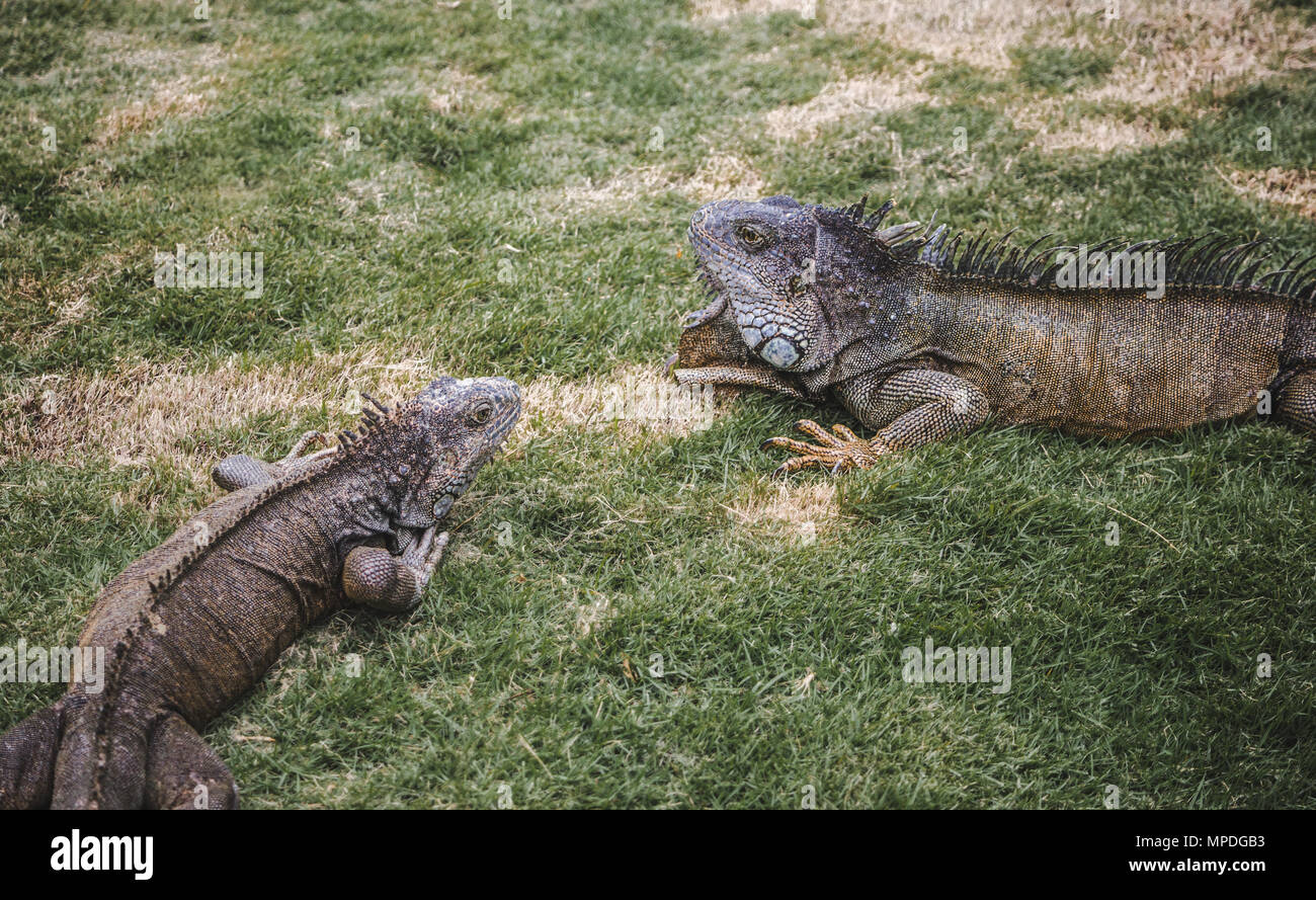 Großes wild Leguane Roaming Freie in der berühmten Parque Senimario, auch bekannt als Iguana Park, in Guayaquil, Ecuador Stockfoto