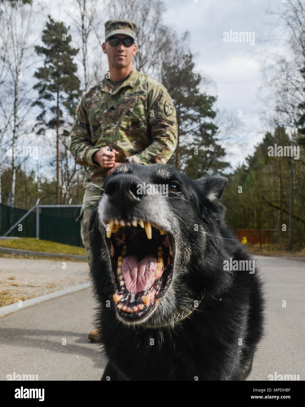 Tarzan, der einen Deutschen Schäferhund militärischen Gebrauchshund der 100 militärische Gebrauchshund Loslösung Praktiken zugeordnet Aggression mit seinem Handler gesteuert, SGT Jessey E. Csech am Panzer Kaserne military Working Dog Compound in der Nähe von Böblingen, Deutschland, Feb.23, 2017. (U.S. Armee Foto von Martin Greeson) Stockfoto