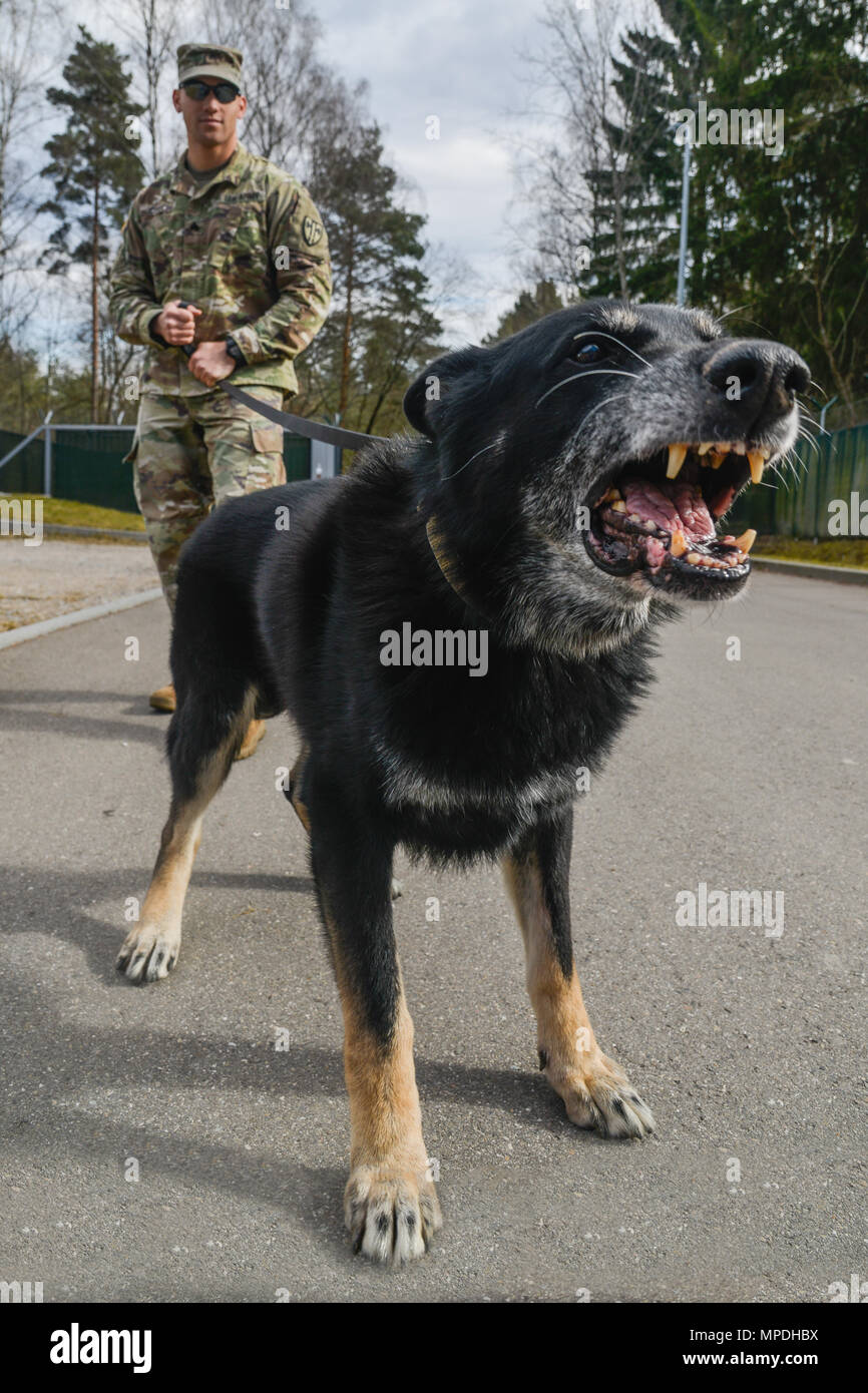 Tarzan, der einen Deutschen Schäferhund militärischen Gebrauchshund der 100 militärische Gebrauchshund Loslösung Praktiken zugeordnet Aggression mit seinem Handler gesteuert, SGT Jessey E. Csech am Panzer Kaserne military Working Dog Compound in der Nähe von Böblingen, Deutschland, Feb.23, 2017. (U.S. Armee Foto von Martin Greeson) Stockfoto