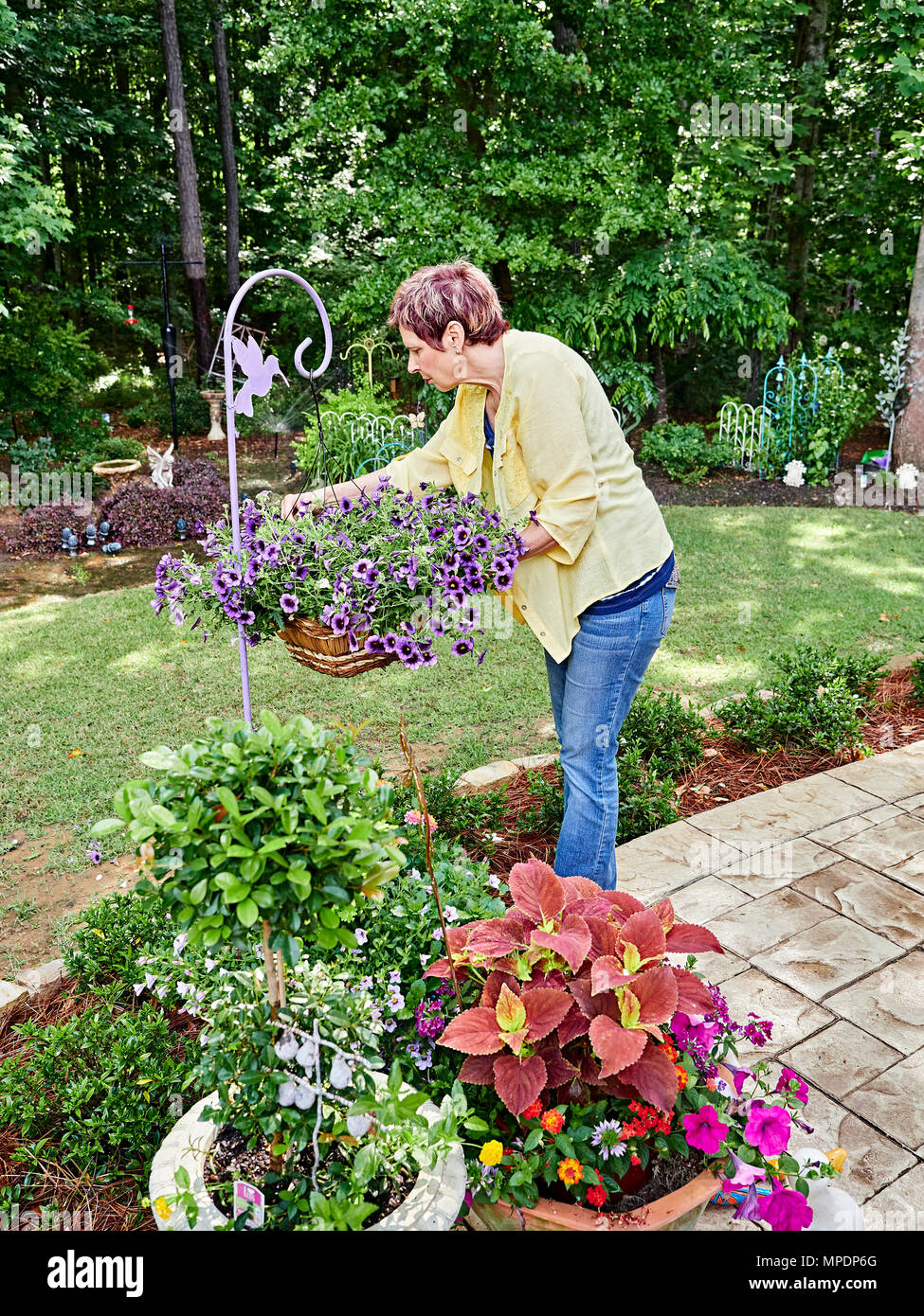 Reife Frau Gärtner zu ihrer farbenfrohen hängende Pflanzen mit lila Blüten neigen, alle Teil von Ihrem Garten. Stockfoto