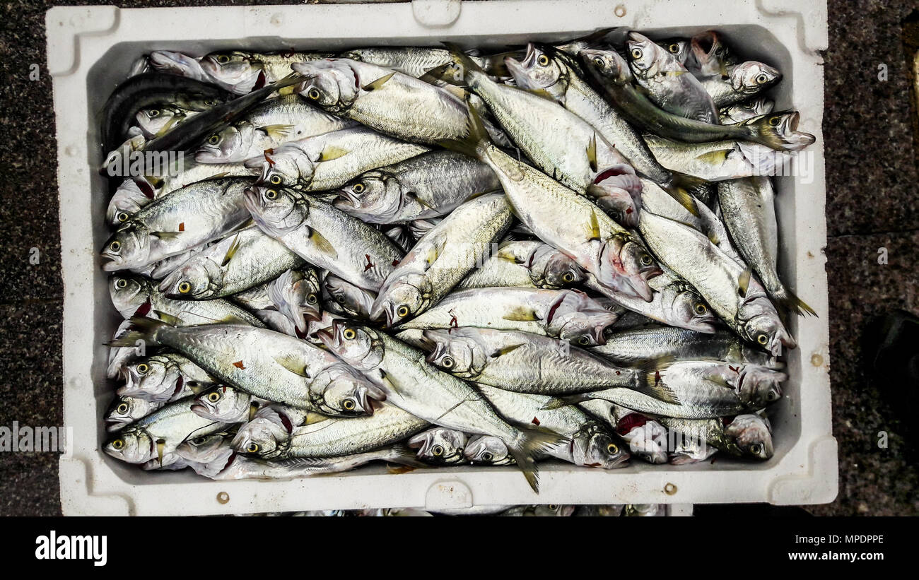 Cinekop/Sarikanat Fisch mit Eis in Styropor Box. Meeresfrüchte Konzept Stockfoto