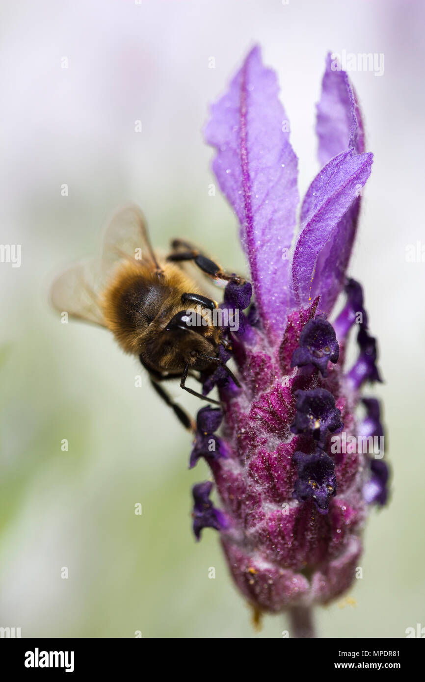 Tawny Bergbau Biene (Andrena fulva) auf lavandula stoechas (Lavendel) 'Papillon' Stockfoto