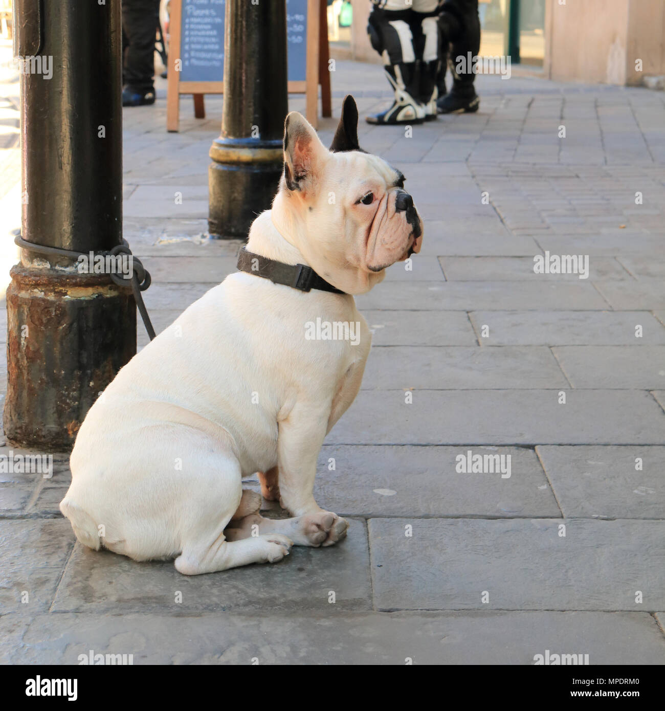 Französische Bulldogge Hund eine Straßenlaterne wartet auf seinen Besitzer gebunden Stockfoto