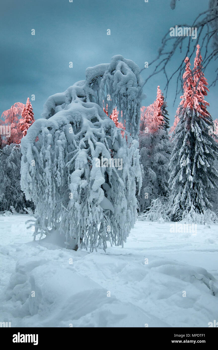 Sibirischen Winter. Baum ist mit Decke aus Schnee und Schnee Kappe  abgedeckt. Zweige gebeugt unter dem Gewicht des Schnees, der Glanz der Sonne  auf baumkronen Stockfotografie - Alamy