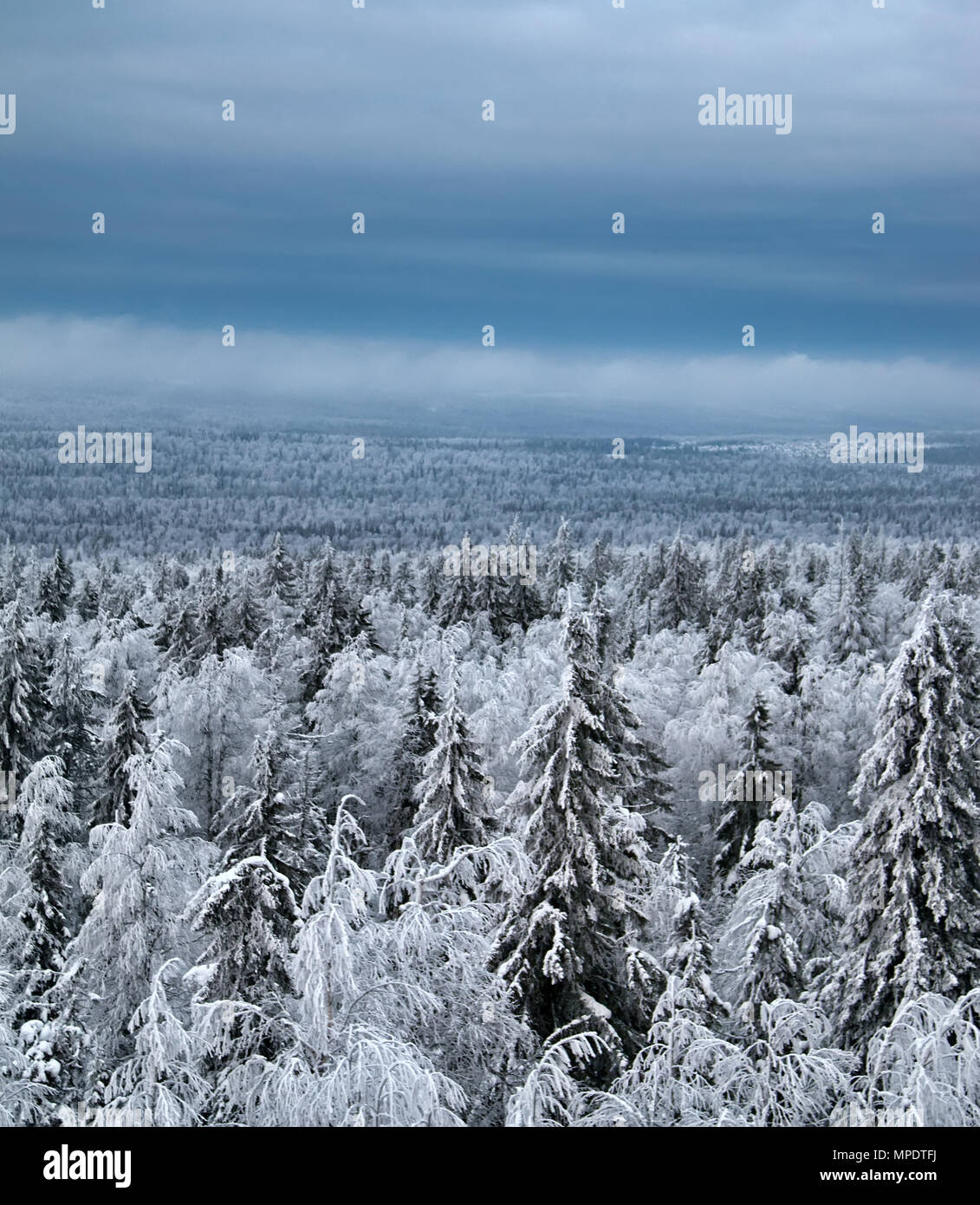 Dunkle Nadelwälder (borealen Nadelwald). Dichten sumpfigen Wald in Sibirien. Sibirische Taiga im Winter. Draufsicht auf schneebedeckten Wald Fichte, Stockfoto
