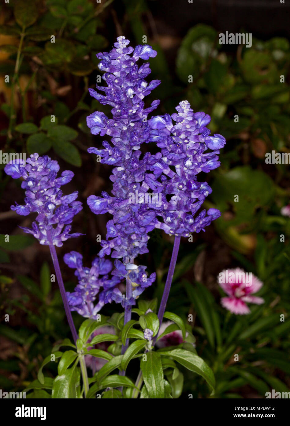 Spikes der tiefen blauen/violetten Blumen und grüne Blätter von Salvia farinacea allyfun', eine mehrjährige Pflanze auf dunklem Hintergrund Stockfoto