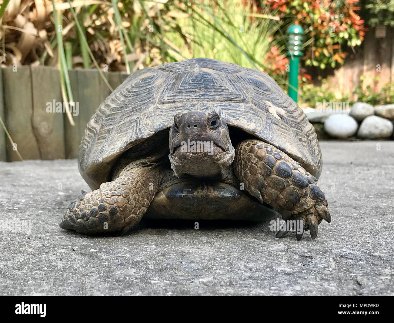 Große Schildkröte im Garten. Natürliche Leben. Stockfoto