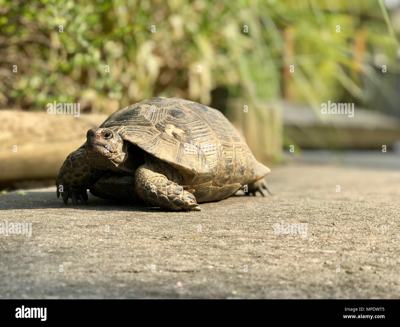 Große Schildkröte im Garten. Natürliche Leben. Stockfoto