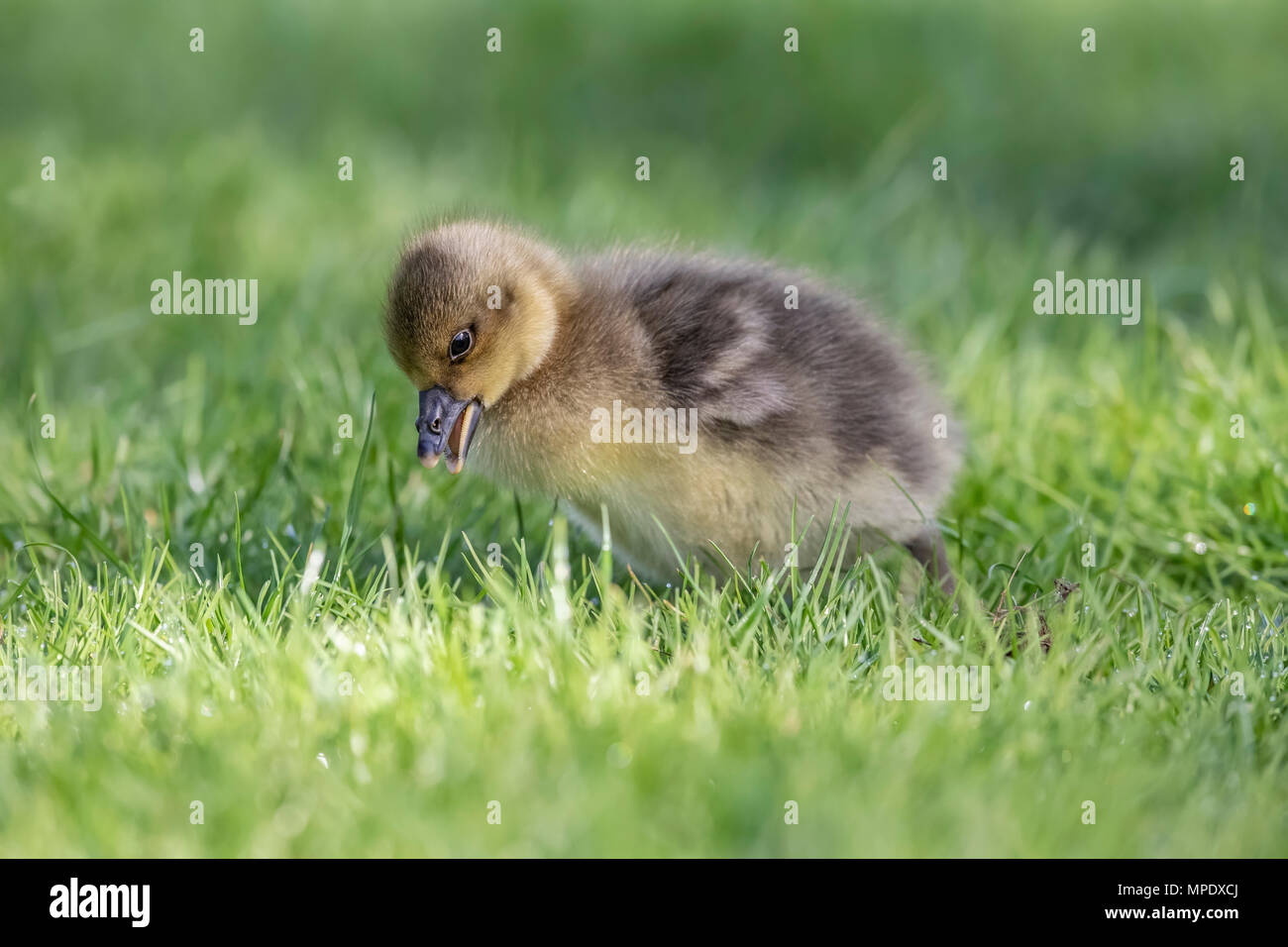 Graugänse Gosling sitzen auf der Wiese, in der Nähe Stockfoto