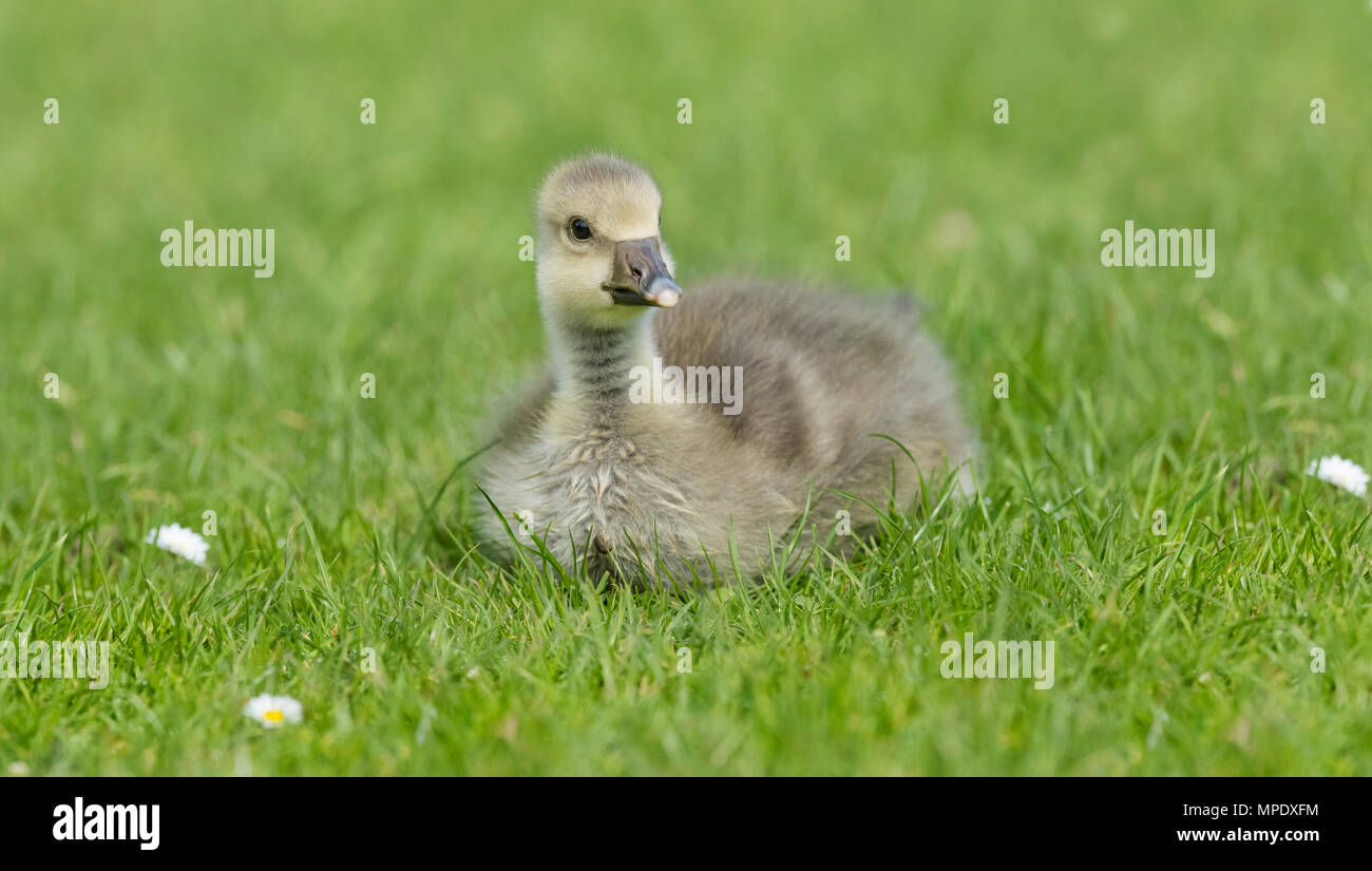 Graugänse Gosling sitzen auf der Wiese, in der Nähe Stockfoto