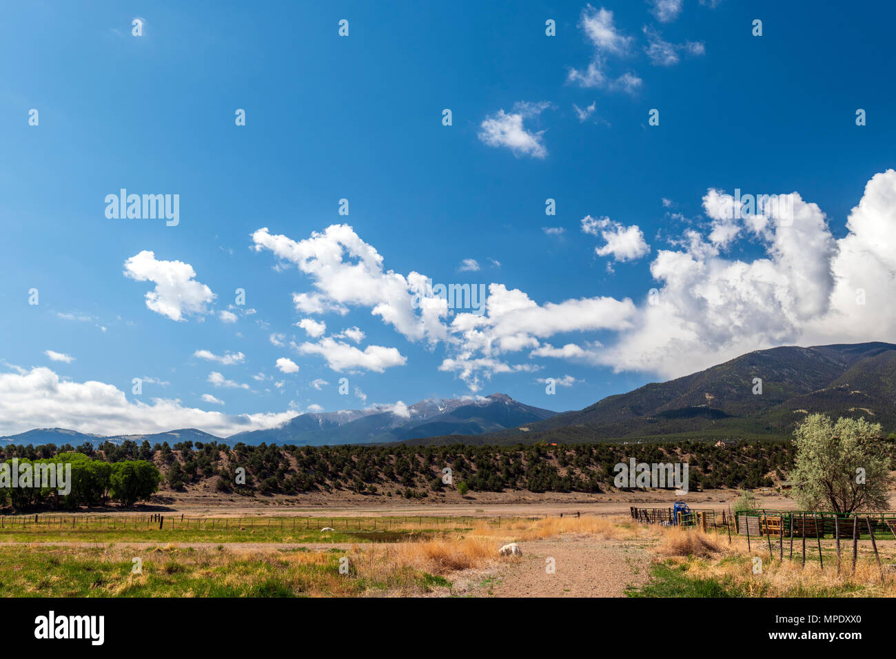 Geschwollene weiße Wolken gegen eine klare azurblauen Himmel; Vandaveer Ranch; Salida, Colorado, USA Stockfoto