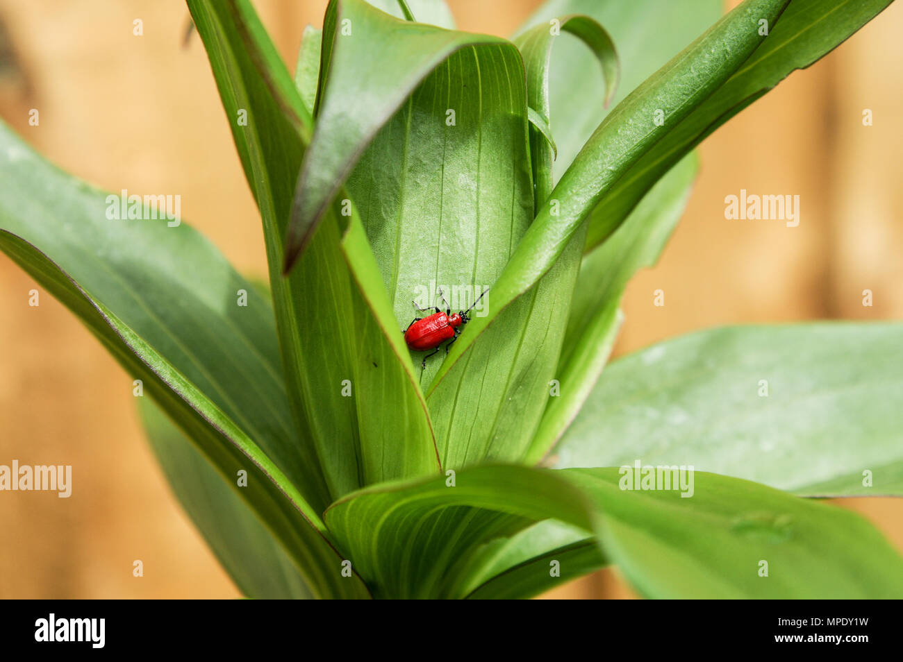 Scarlet lily Käfer versteckt sich in der Krone eines angehenden Lily Stockfoto