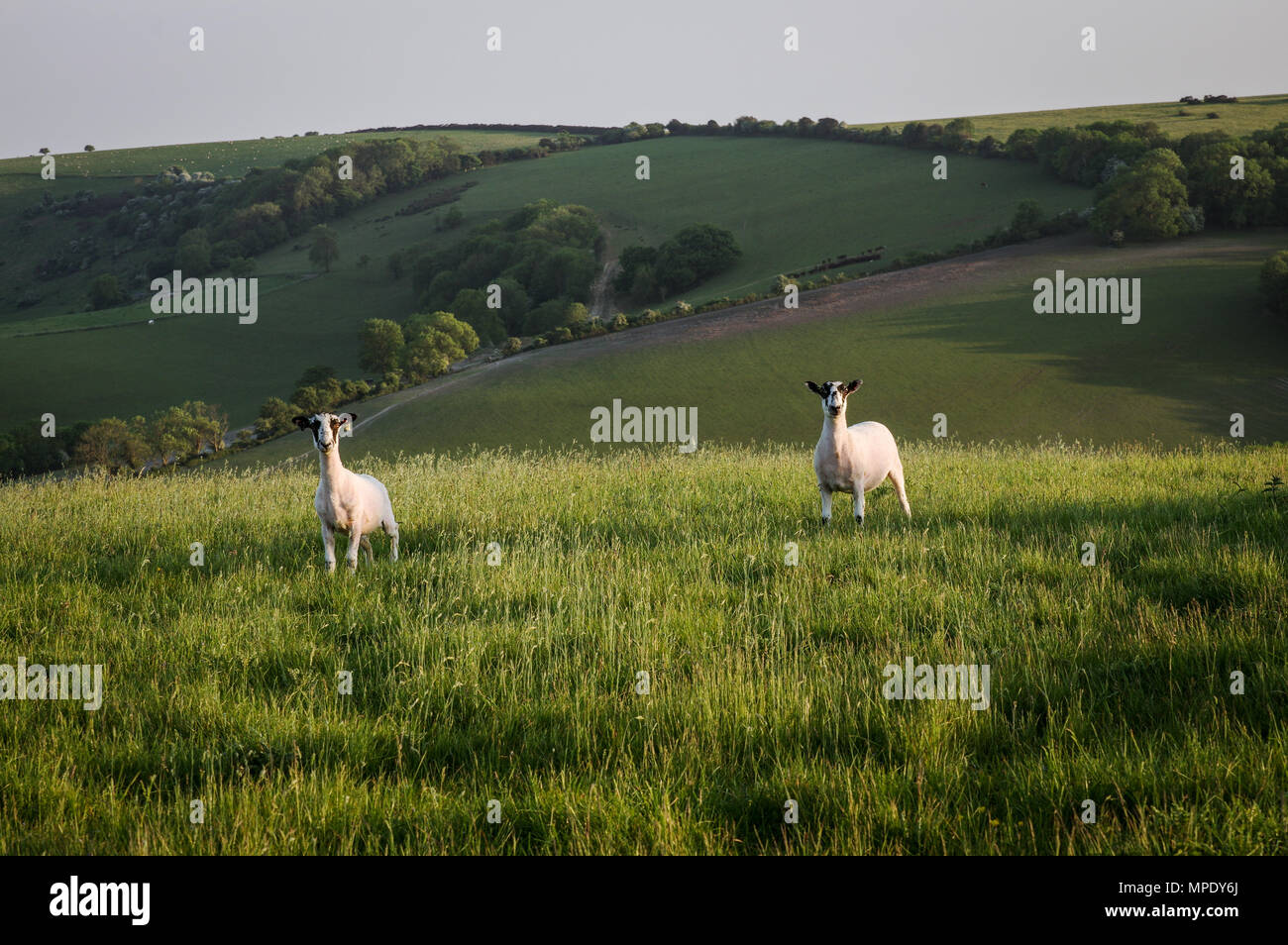 Schafe auf Wolstonbury Hill South Downs, West Sussex Stockfoto