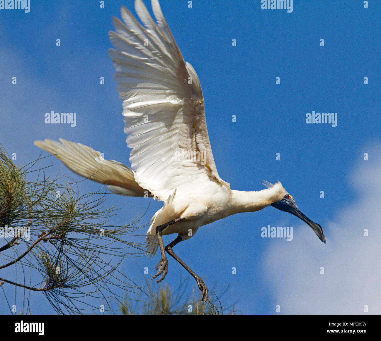 Australische Royal Löffler, platalea Regia, im Flug mit Flügeln gegen den blauen Himmel in botanischen Gärten in der Innenstadt von Bundaberg ausgestreckten Stockfoto