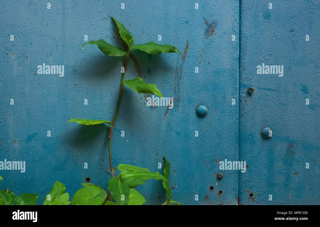 Grün Zweig einer Pflanze mit länglichen Blätter vor dem Hintergrund der  hellen Blau Metall oberfläche Stockfotografie - Alamy