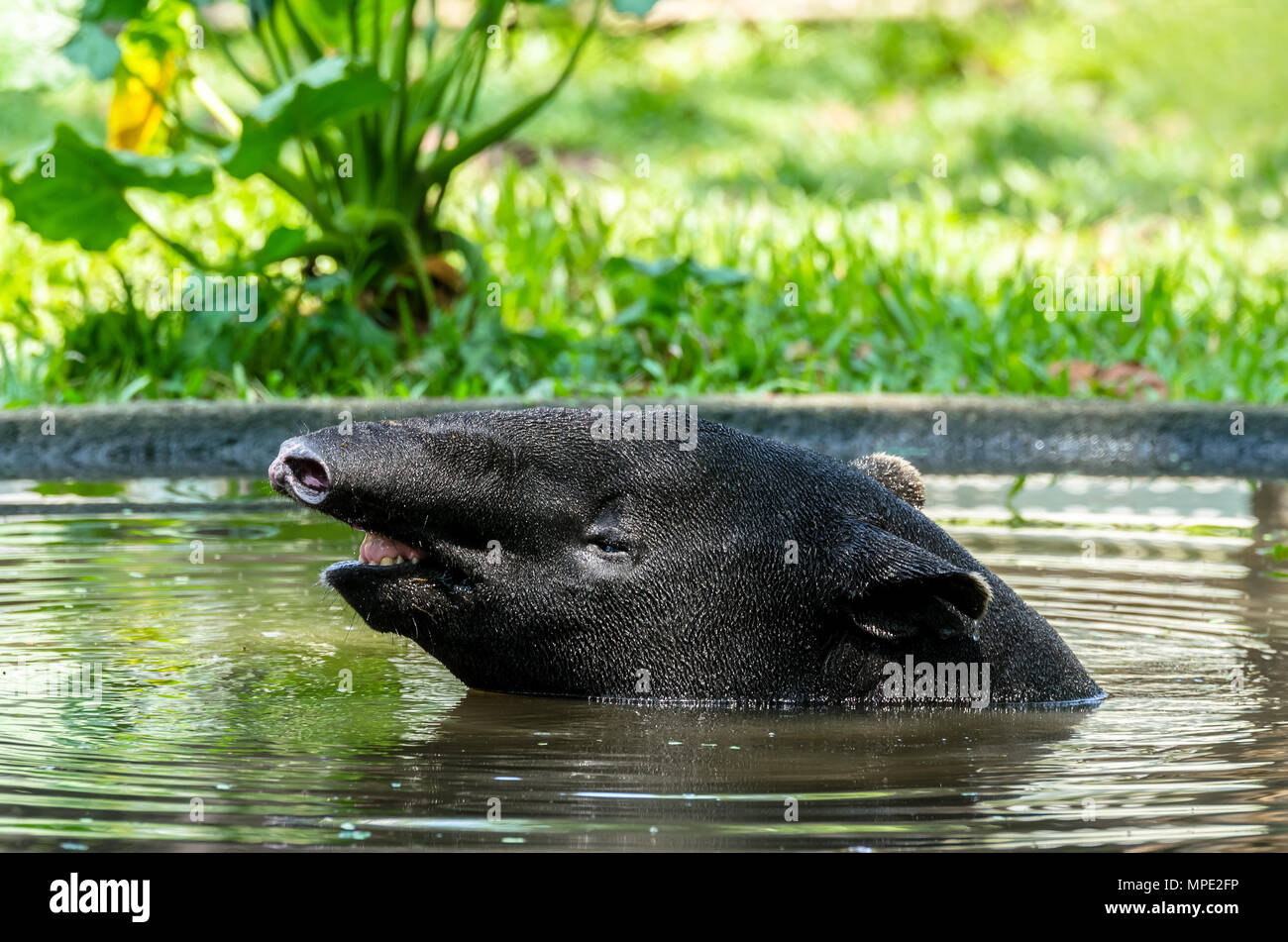 Malayan Tapir (Tapirus Indicus) in Wasser einweichen, heiß zu entlasten. Stockfoto