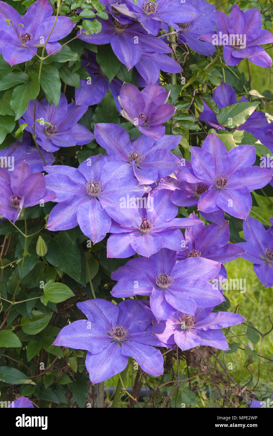 CLEMATIS 'Blumen' ELSA SPATH' Stockfoto