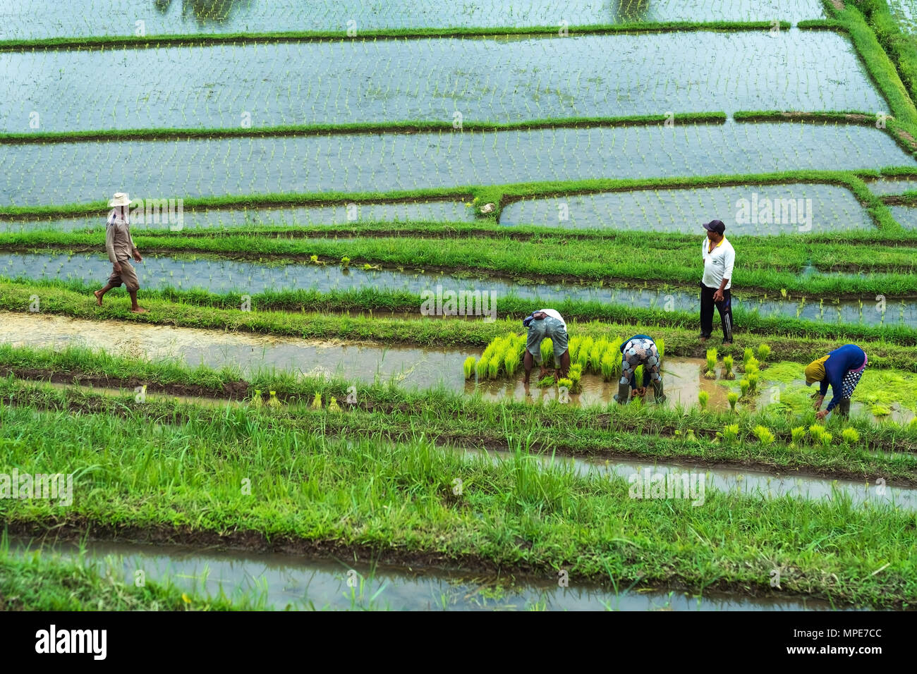 Bali, Indonesien, 12. Januar 2018 - Reis Plantage mit der arbeitenden Bevölkerung. Stockfoto
