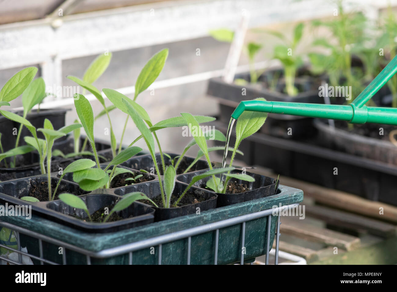 Bewässerung rudbeckia Sämlinge in einem Gewächshaus. Großbritannien Stockfoto