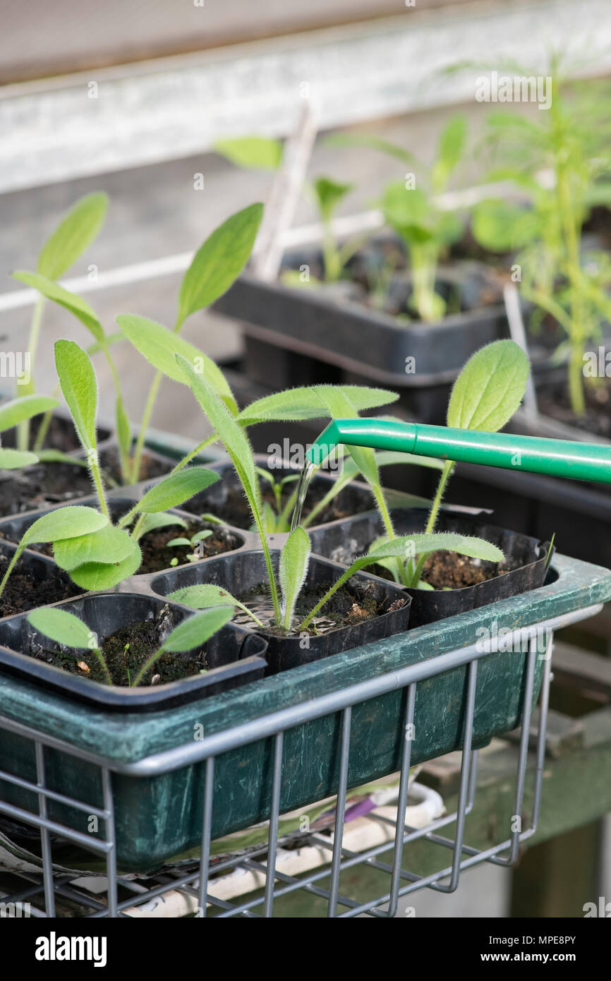 Bewässerung rudbeckia Sämlinge in einem Gewächshaus. Großbritannien Stockfoto