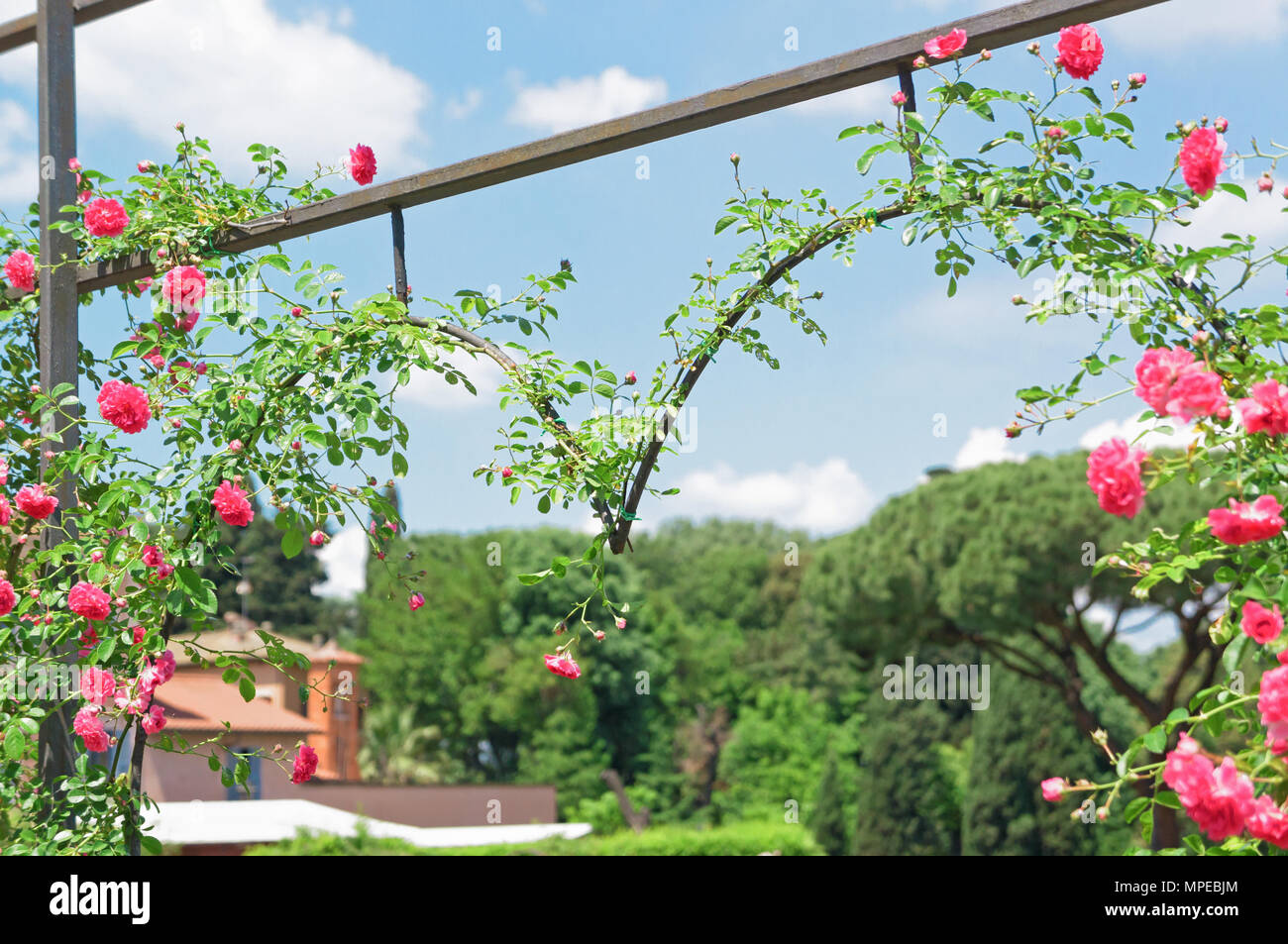 Roseto Comunale Di Roma I Colori Della Primavera Romana Con