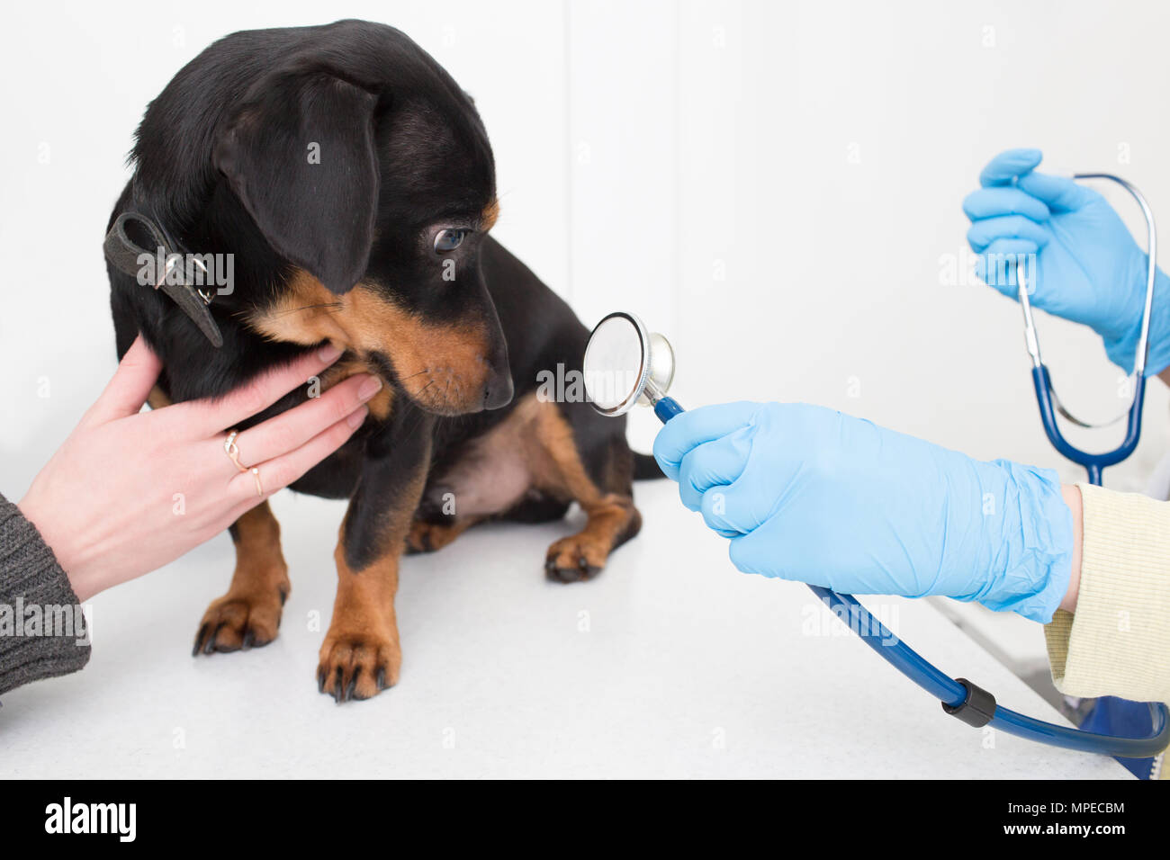 Tierarzt untersucht einen Hund mit einem Stethoskop Stockfoto