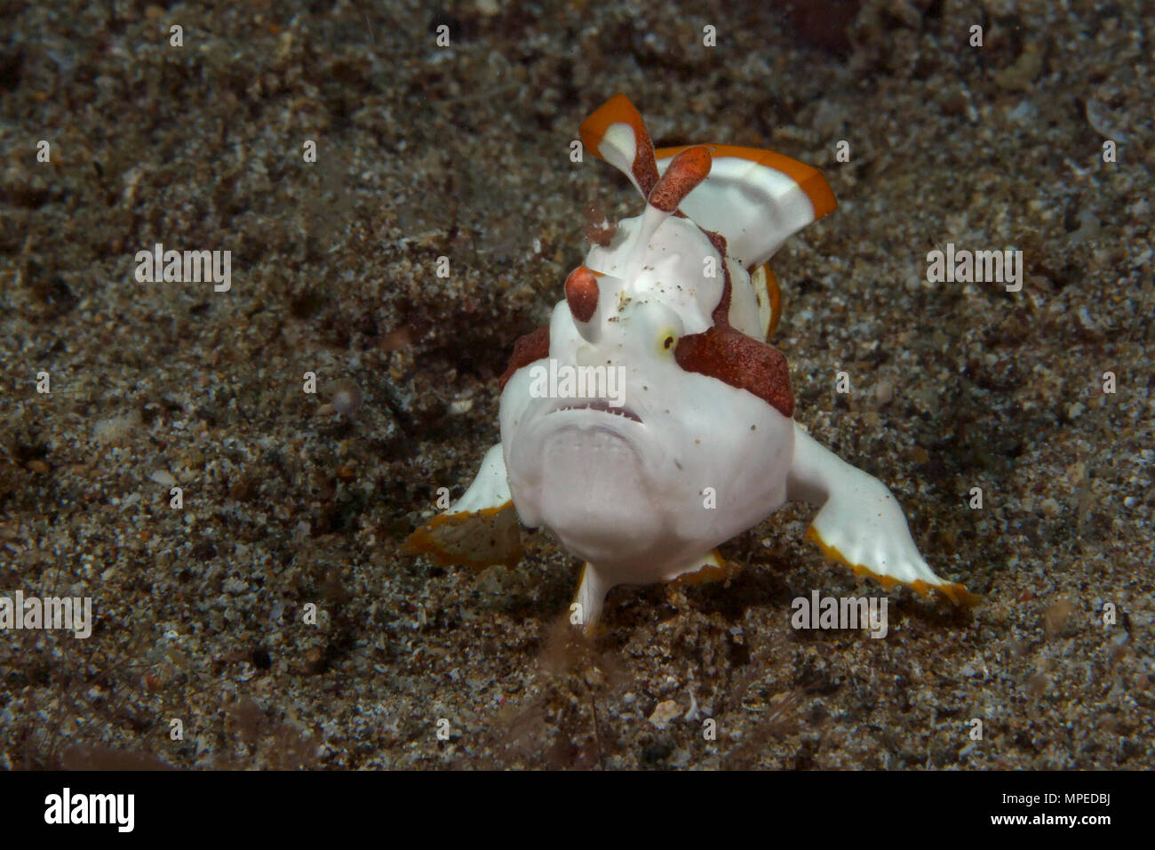 Warzen Anglerfisch (Antennarius maculatus), juvenile. Spaziergang auf dem Meeresgrund. Bild wurde in Anilao, Philippinen genommen Stockfoto