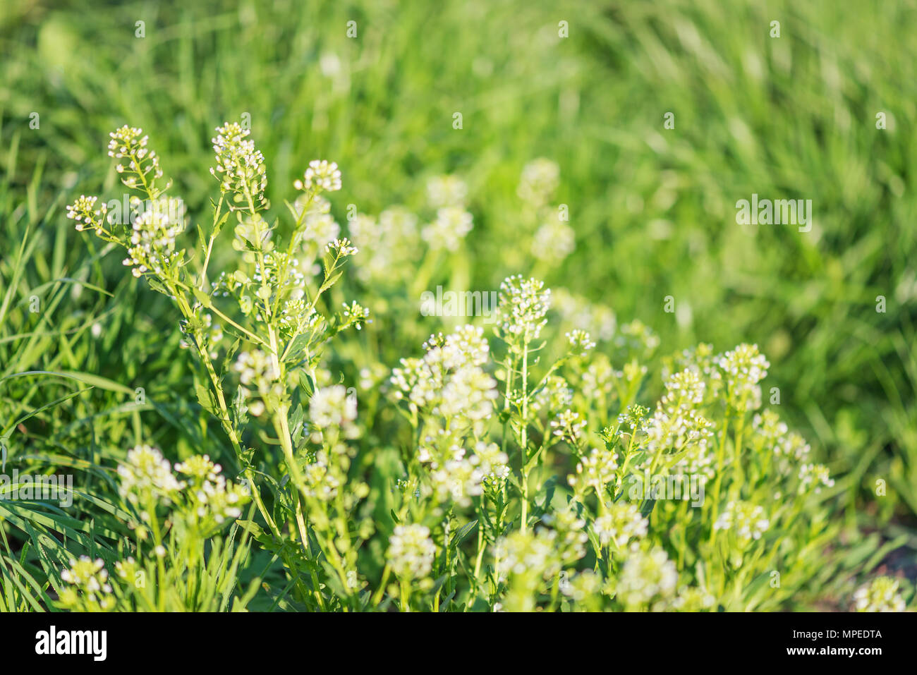 Sommer natürlichen Hintergrund mit hellen Gras und kleinen weissen Blüten der Tasche eines Hirten Stockfoto