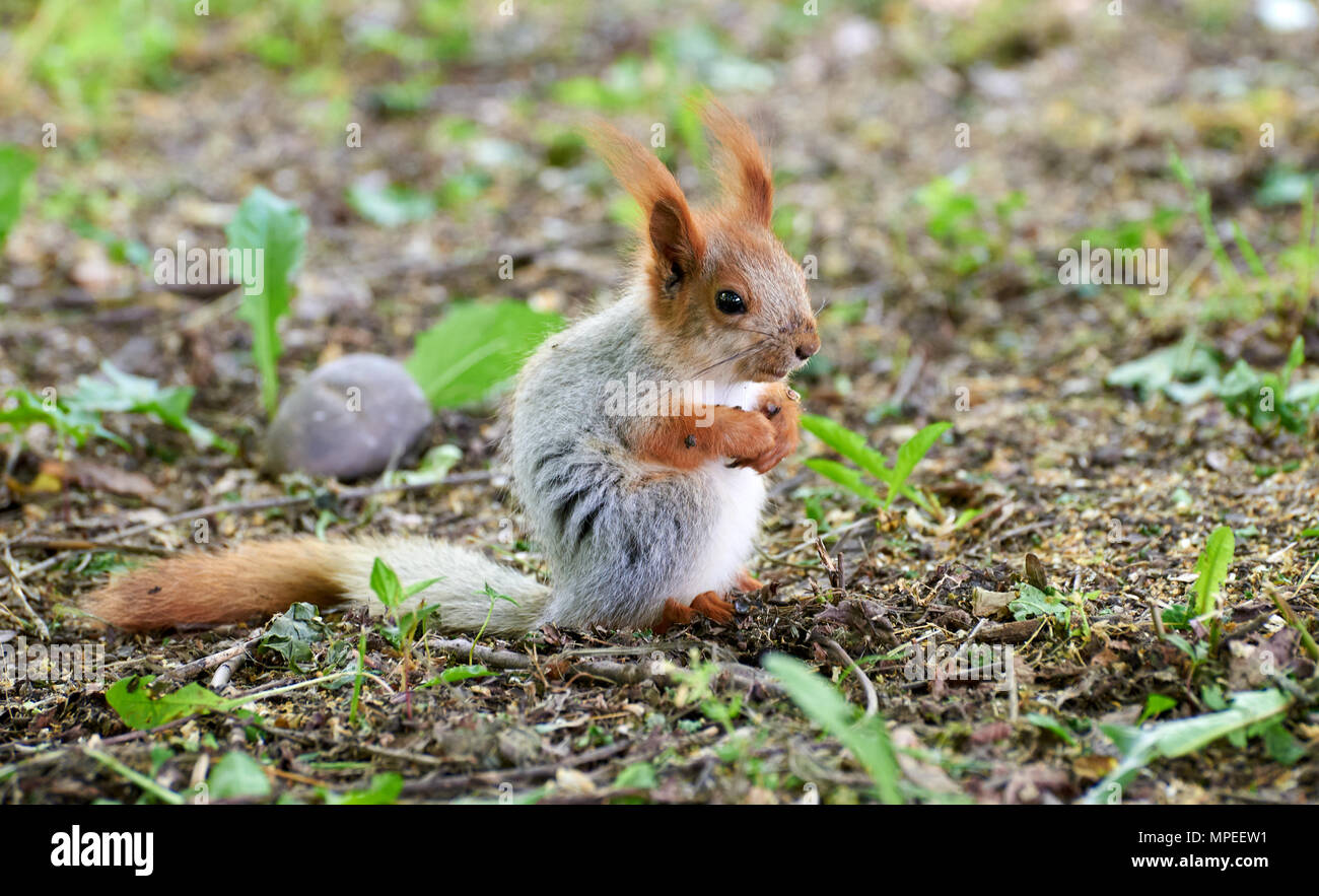 Gewöhnliche Eichhörnchen oder Fehler. Lat. Sciurus vulgaris Stockfoto