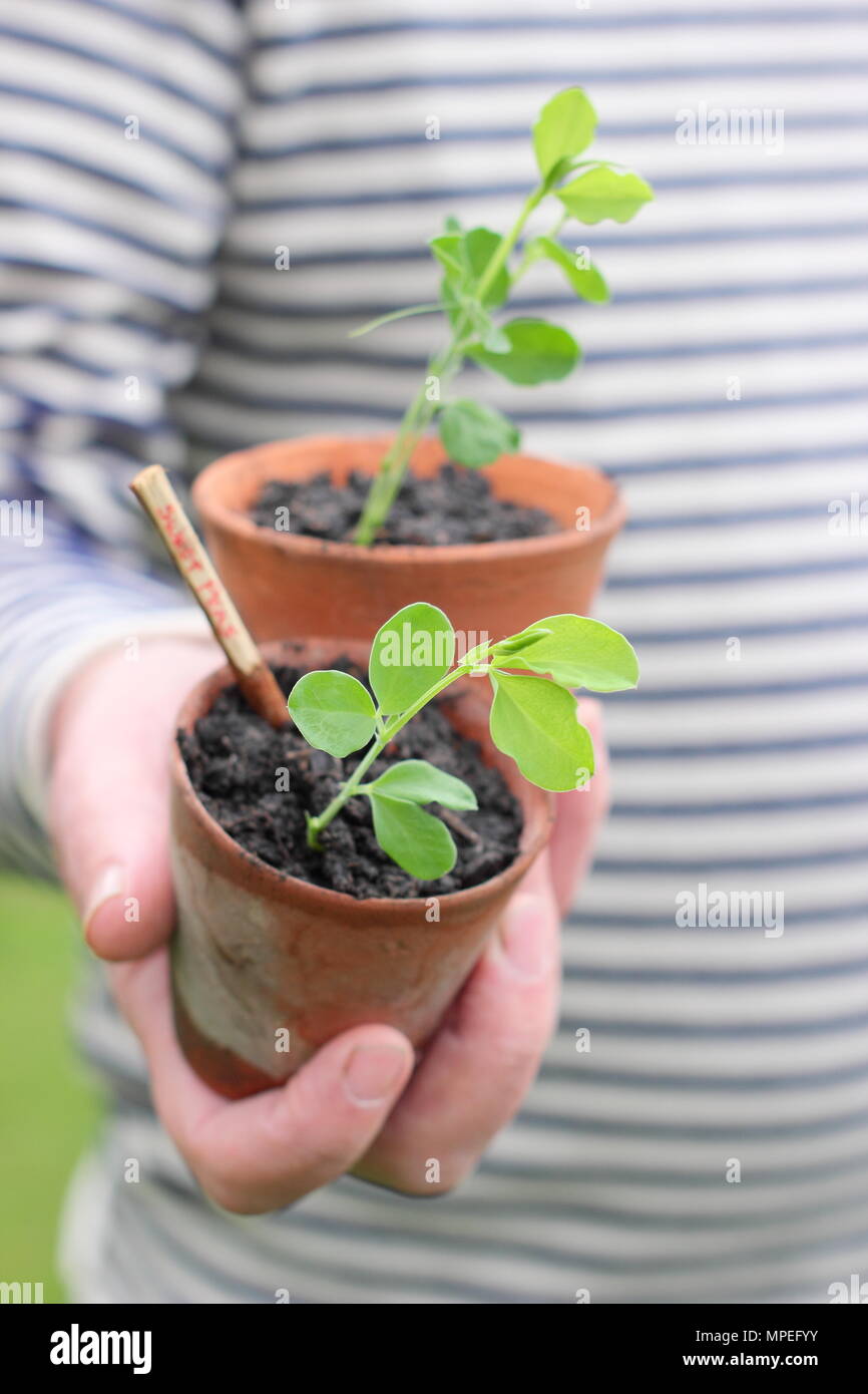 Lathyrus Odoratus. Sweet pea Sämlinge in Tontöpfen, lange Wurzeln und Kunststoff frei im Garten arbeiten, bereit zum Auspflanzen geeignet Stockfoto