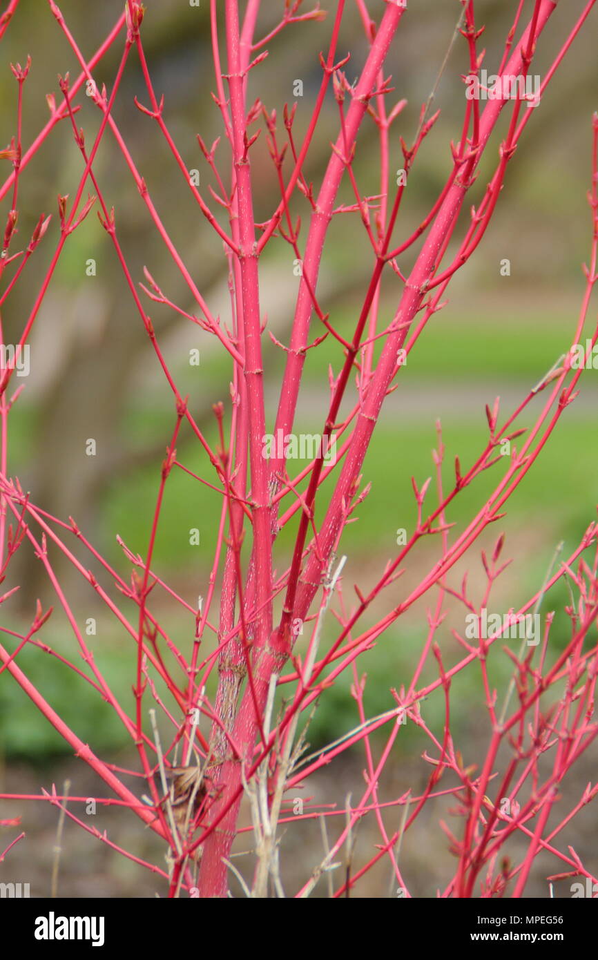 Lebendige junge Zweige der Acer palmatum der Ango-kaku' oder Koralle - Rinde Ahorn hinzufügen winter Interesse zu einem Englischen Garten, Großbritannien Stockfoto