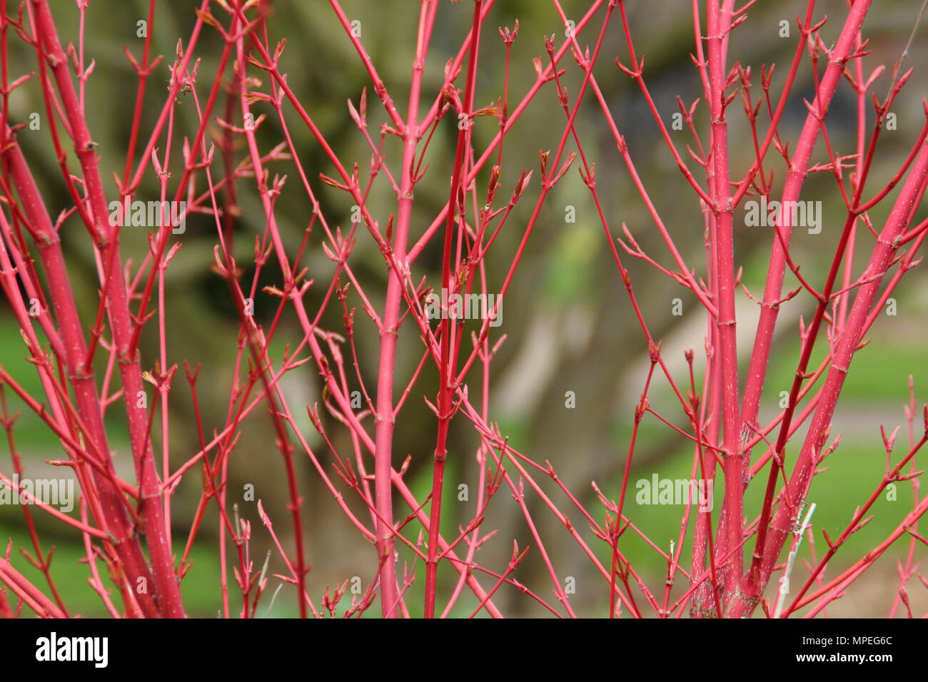 Lebendige junge Zweige der Acer palmatum der Ango-kaku' oder Koralle - Rinde Ahorn hinzufügen winter Interesse zu einem Englischen Garten, Großbritannien Stockfoto