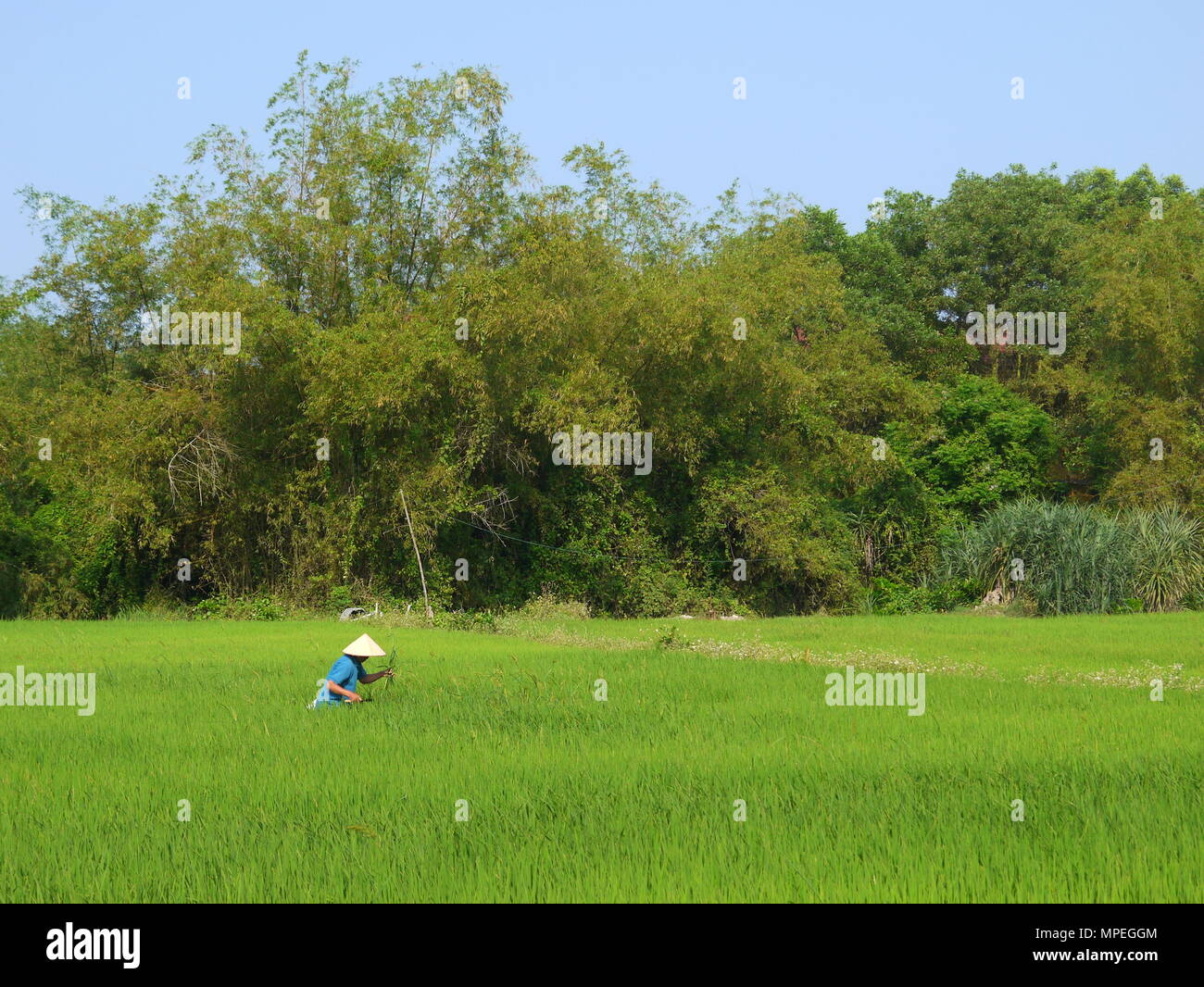 Schöne Landschaft mit Blick auf ein Landwirt in einem großen grünen Reisfeldern in Hoi An Stockfoto