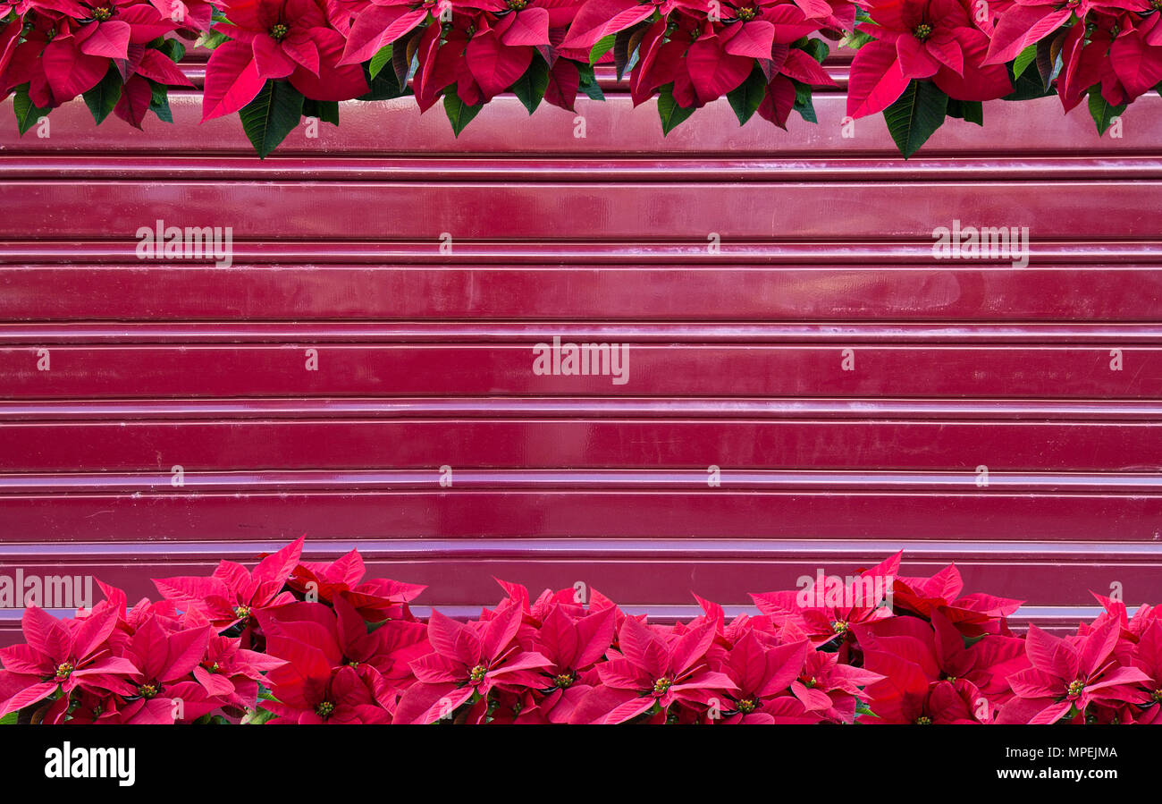 Rot Weihnachtsstern Weihnachten Blumen auf Wellblech Hintergrund für grungy Urban kopieren. Stockfoto