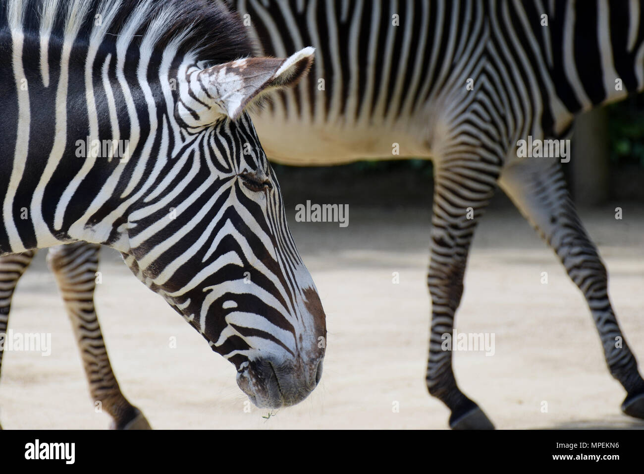 Grevyzebras (Equus grevyi), das auch als Imperial zebra bekannt. Stockfoto