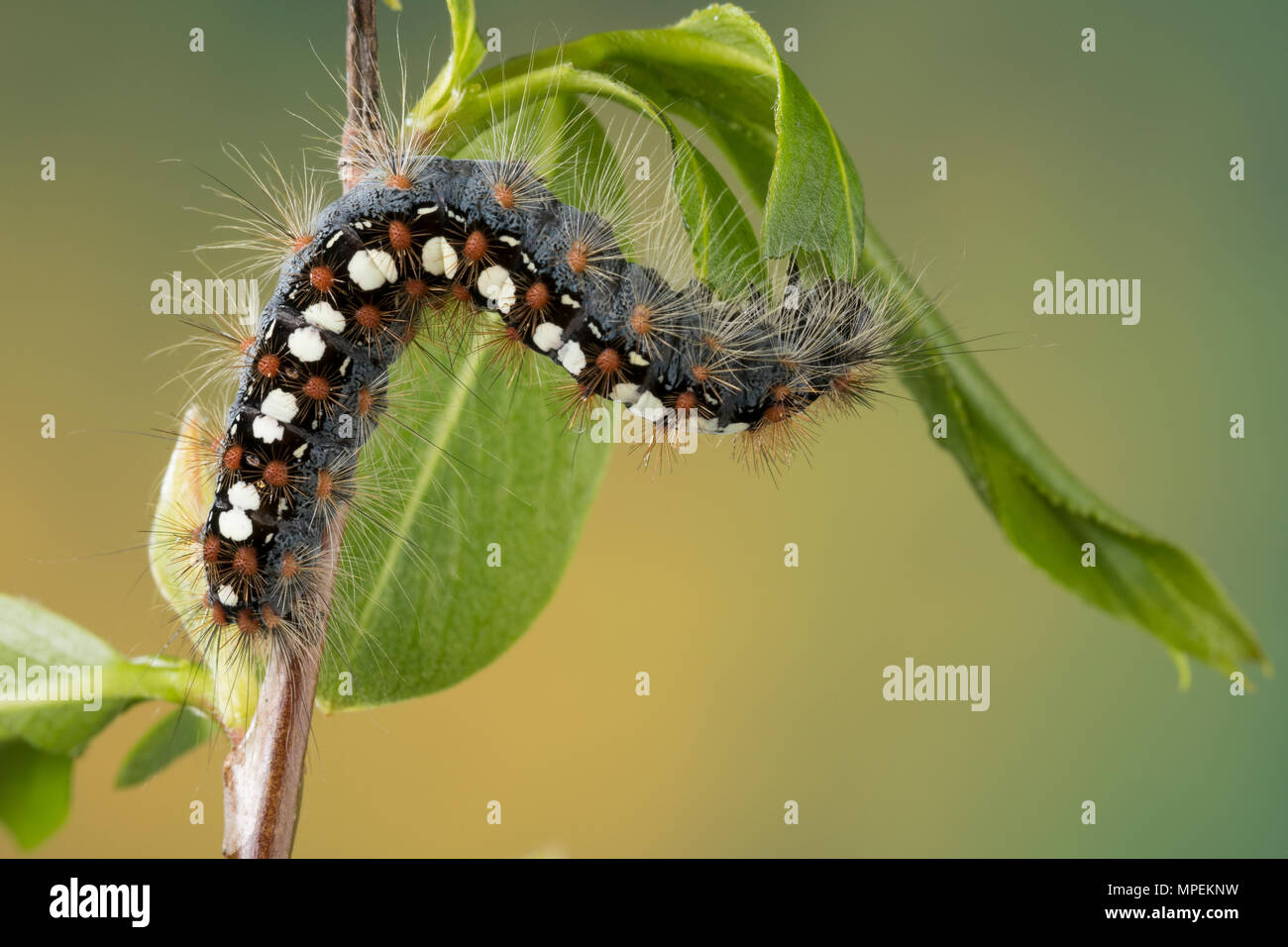 Pappelspinner, Pappel-Trägspinner, Pappel-Spinner, Atlasspinner, Atlas,  Weidenspinner, Raupe frisst eine Weide, Leucoma salicis, Stilpnotia  salicis, Sat Stockfotografie - Alamy