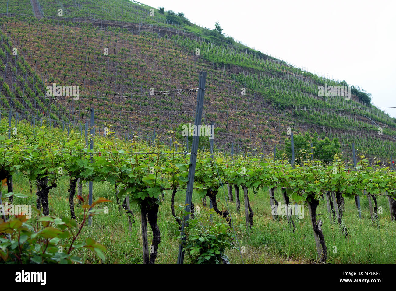 Weinberge an der Mosel, Deutschland Stockfoto