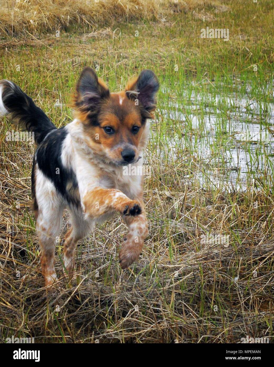 Pup Laufen aufgeregt durch den Sumpf an einem bewölkten Tag Stockfoto