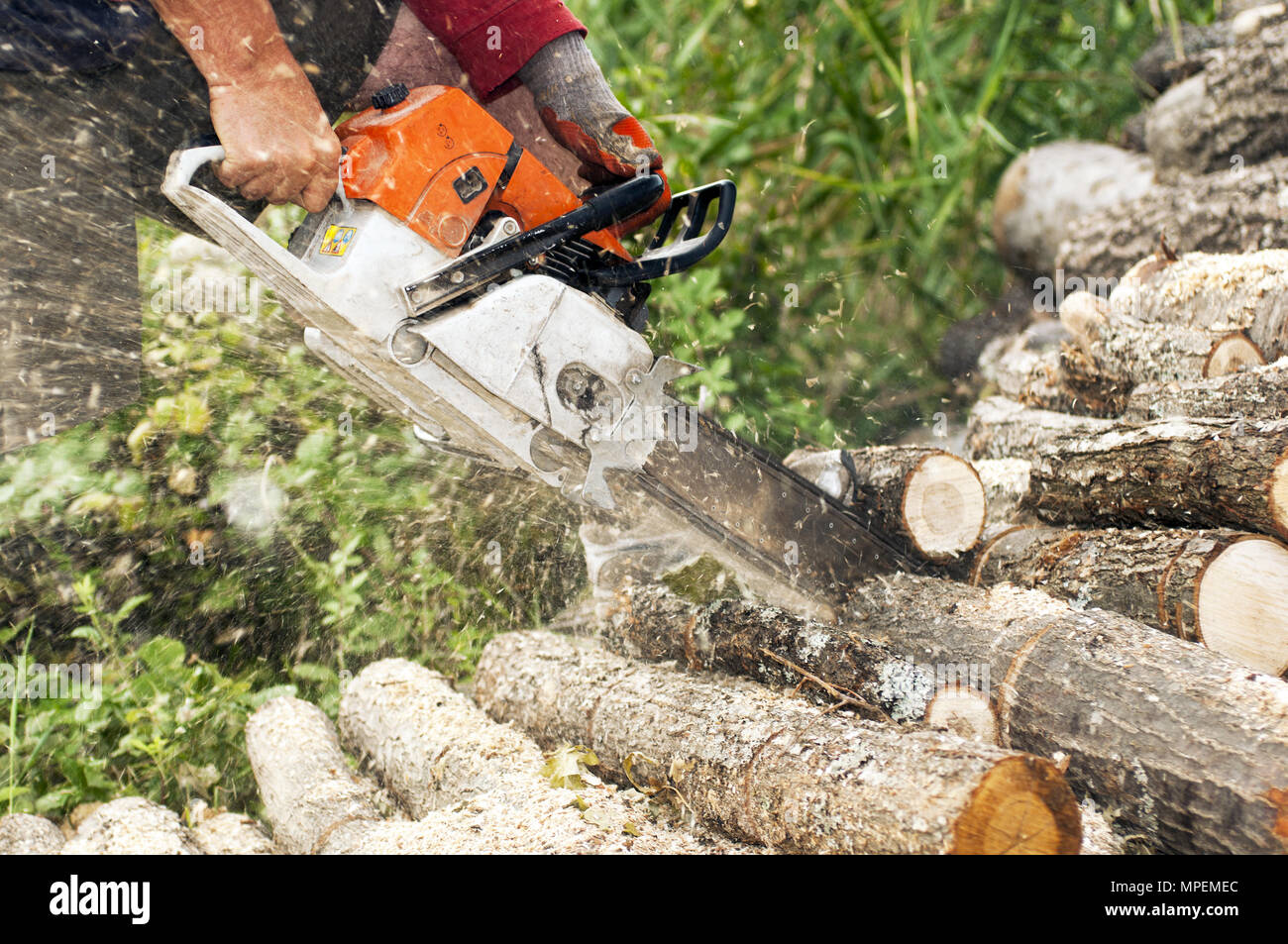 Holzfäller schneidet den Koffer mit einer Kettensäge Stockfoto