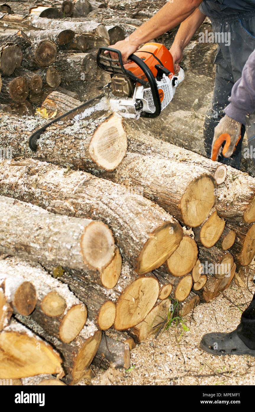Holzfäller schneidet den Koffer mit einer Kettensäge Stockfoto