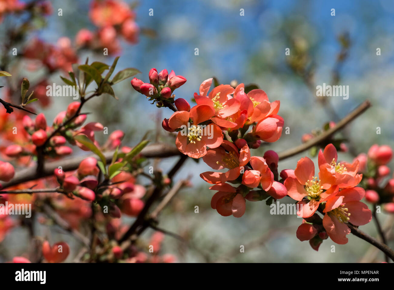Orange-roten Blüten der japanischen Quitte. Blühende Maule die Quitte (Chaenomeles japonica) Stockfoto