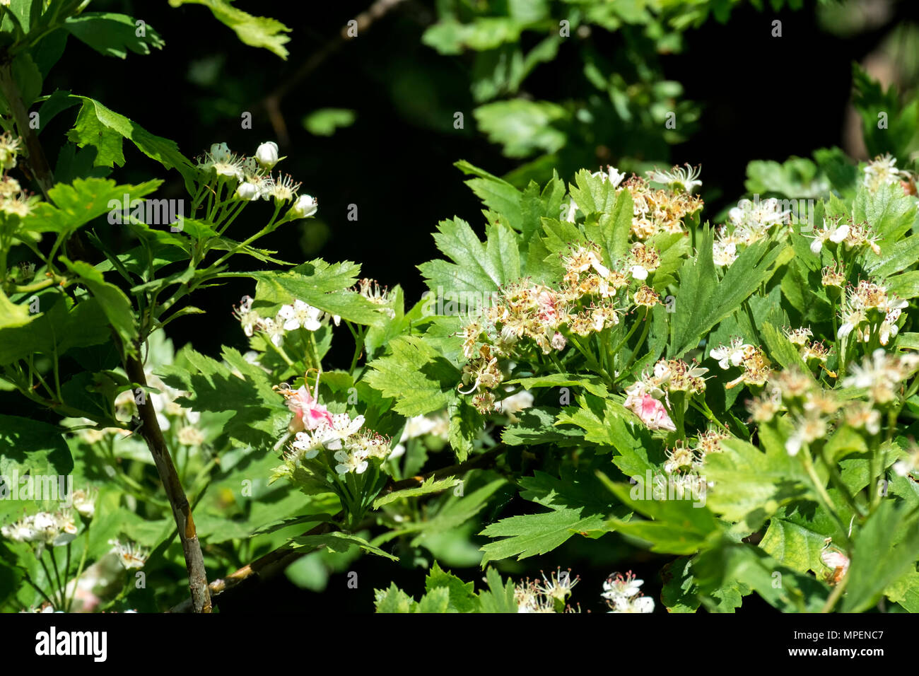 Blühende Weißdorn. Blumen und Blätter von Weißdorn (Crataegus) Stockfoto